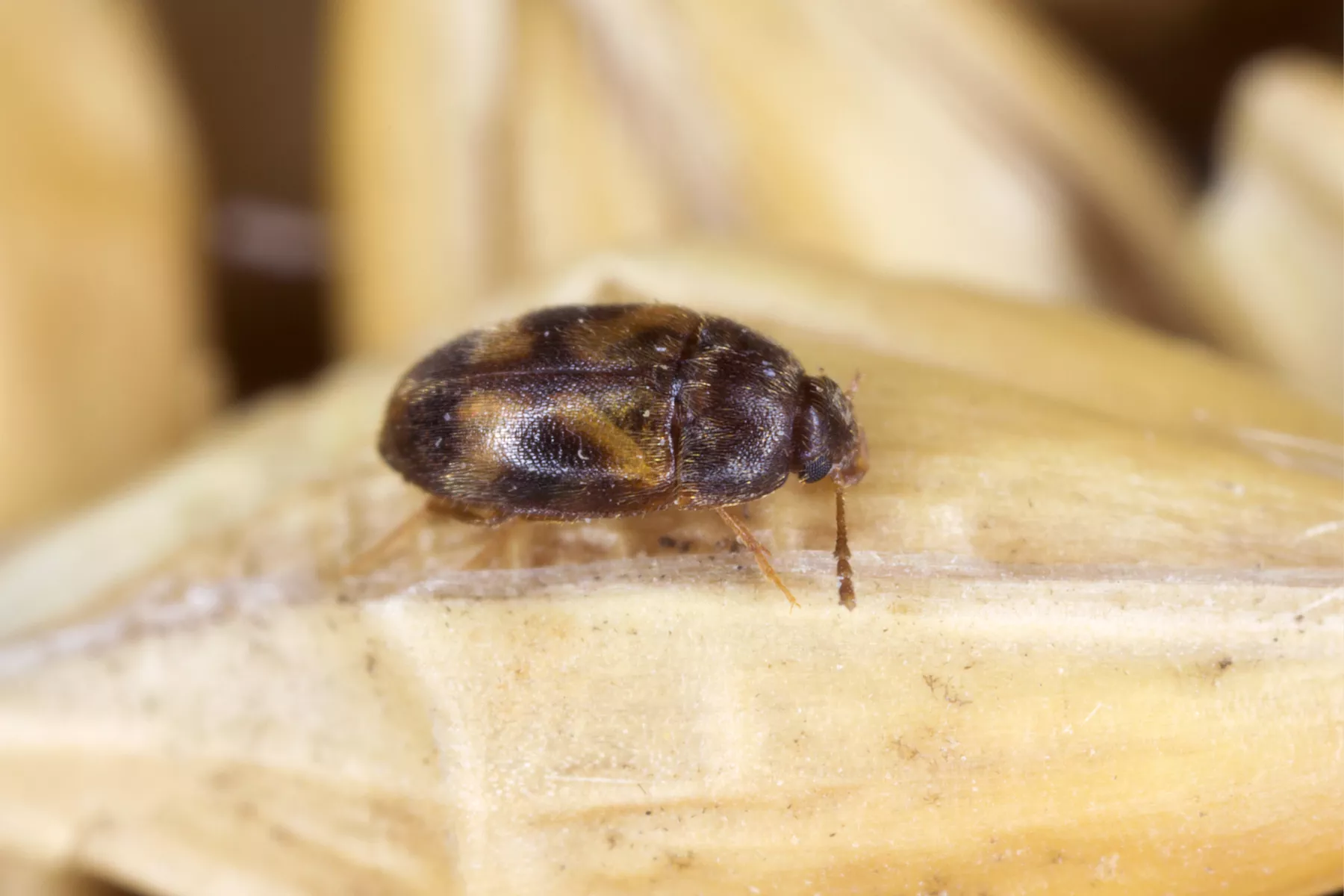 escarabajos
