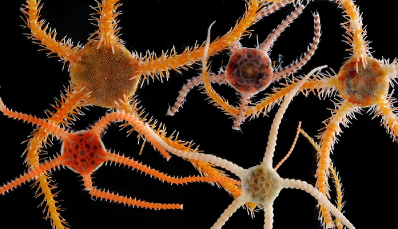 Misterioso ecosistema marino en la Antártida