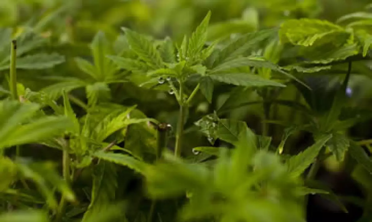 El cannabidiol, contrario al tetrahidrocannabidiol, no está prohibido en México. (Foto: Getty Images)