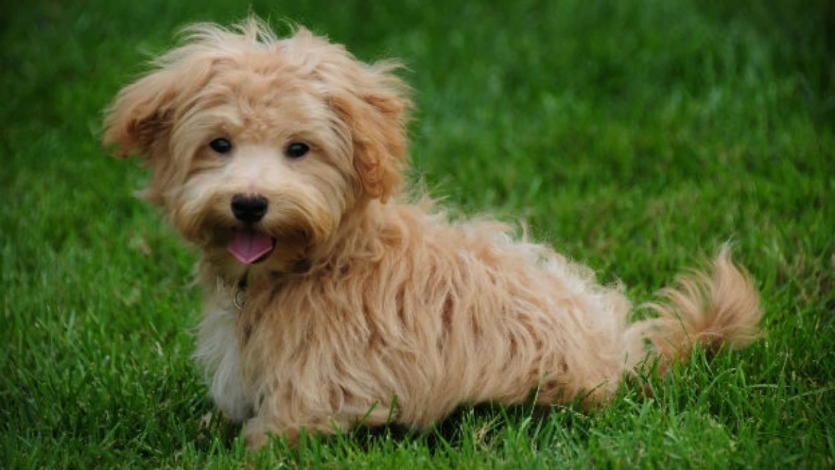 perro maltipoo