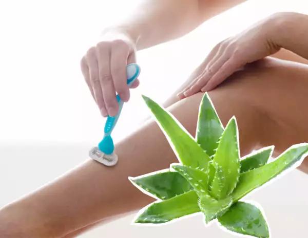 Usar aloe vera para rasurar dará excelentes resultados y una piel más suave.