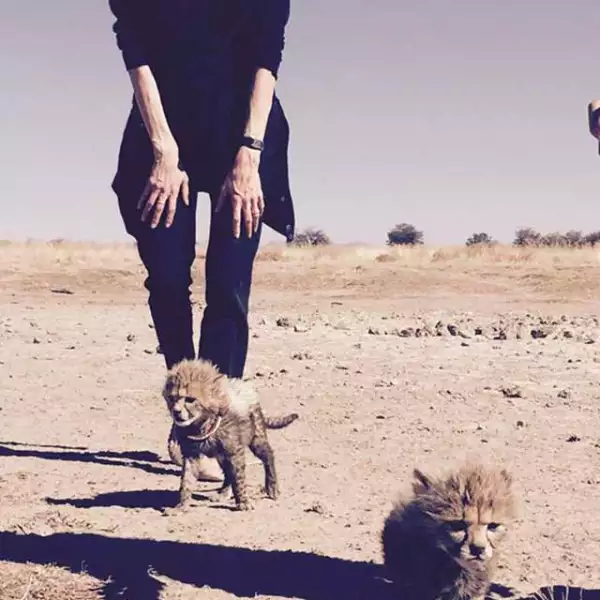 La actriz convivió con pequeños cheetah. Uno de ellos lleva el nombre de su hija Shiloh, quien nació justamente en ese país de África.