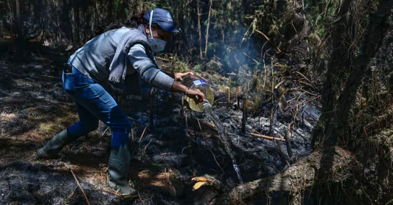incendios-forestales-colombia.jpg