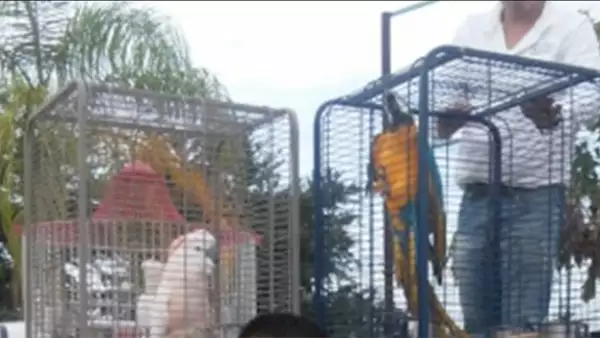 Pavorreales, cacatúas, guacamayas y cisnes negros fueron algunas de las aves encontradas en su rancho "Los Ciruelos", en Sinaloa.