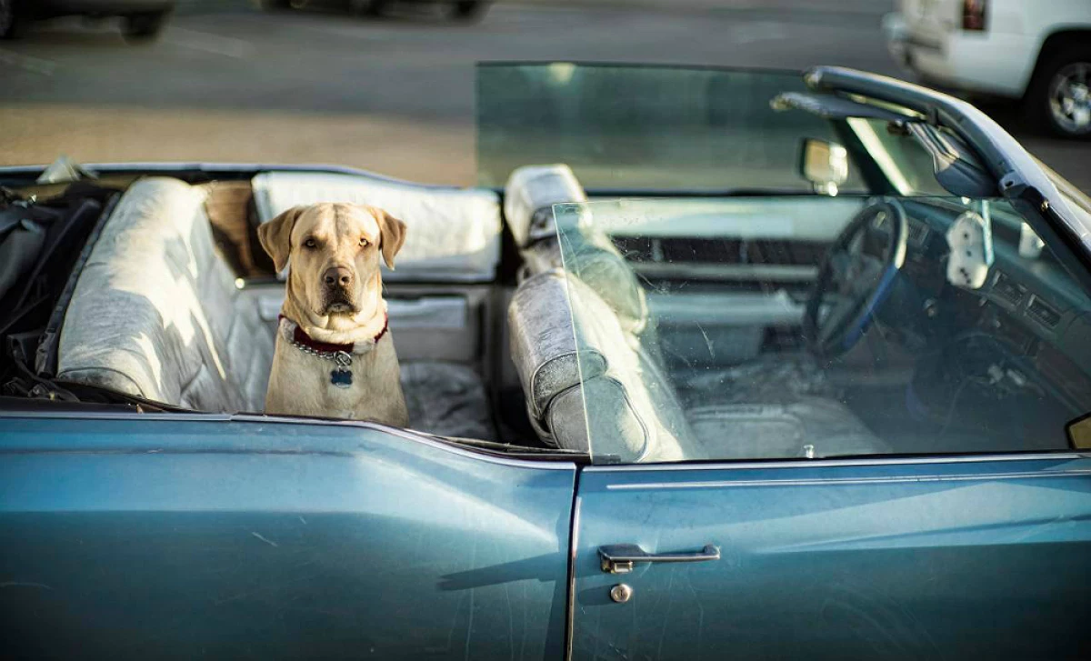 perro auto viaje.jpg