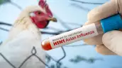 The concept of an avian flu pandemic. A test tube with a blood test for h5n1 avian influenza. Checking chicken for diseases.