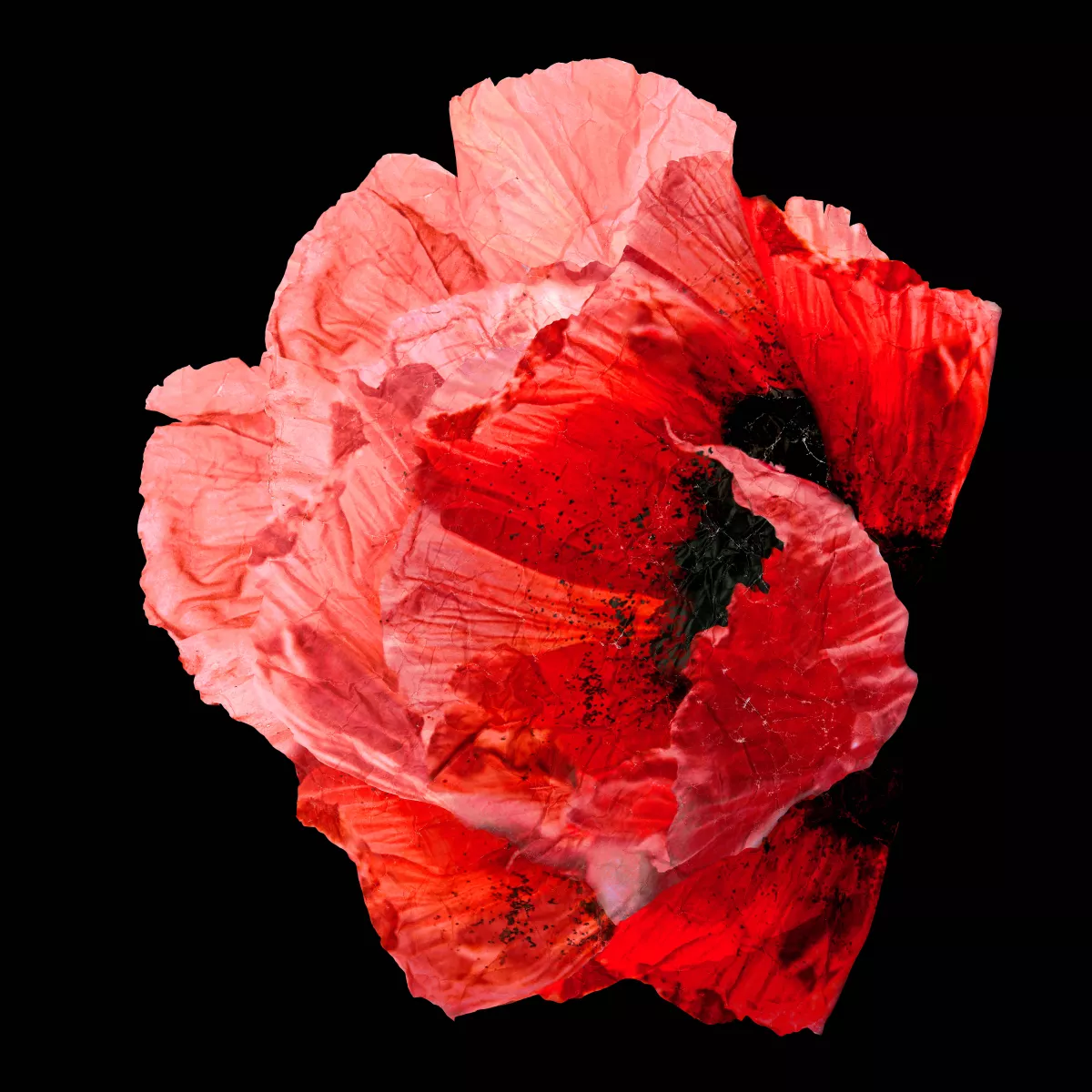 ANEMONE 2.jpg