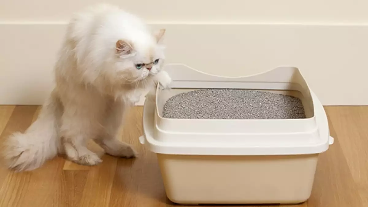 felino domestico