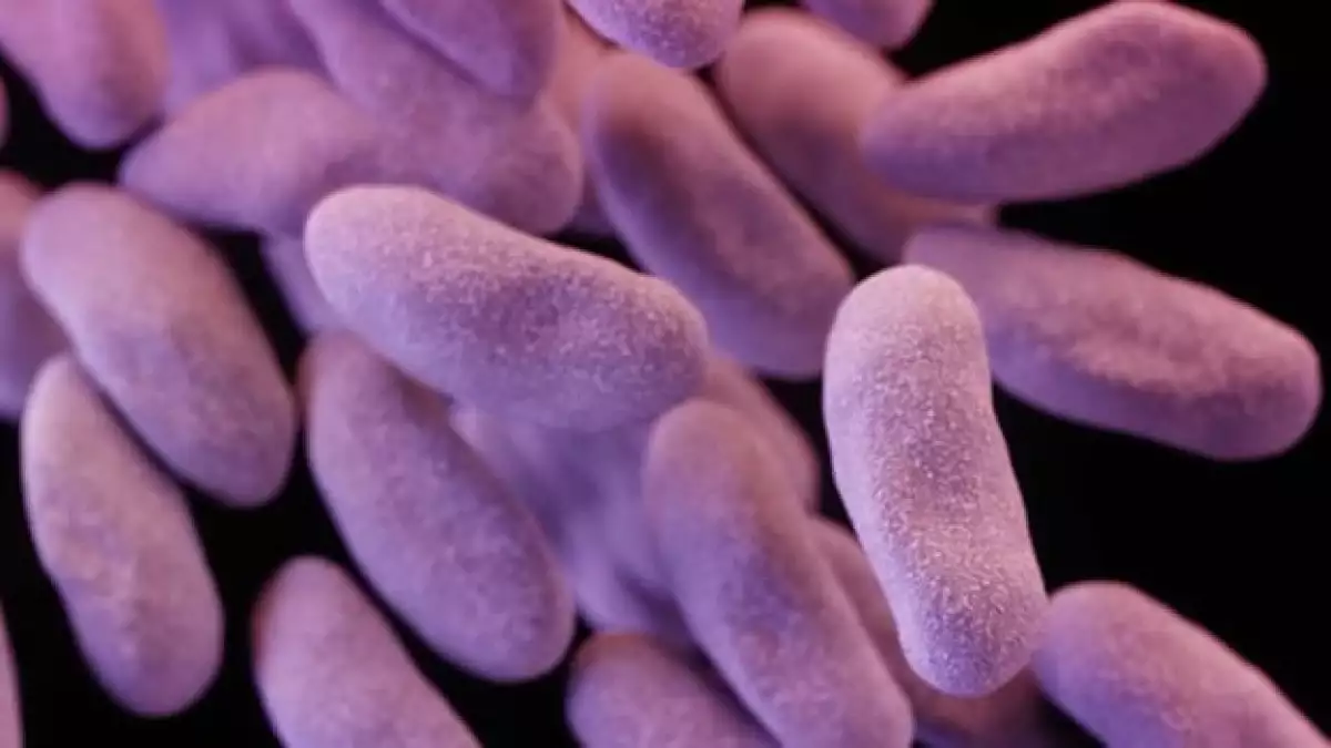 bacterias resistentes a antibioticos