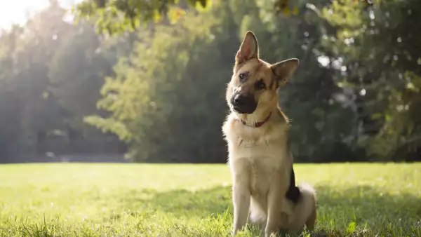 Los perros sí entienden a los humanos afirma un estudio