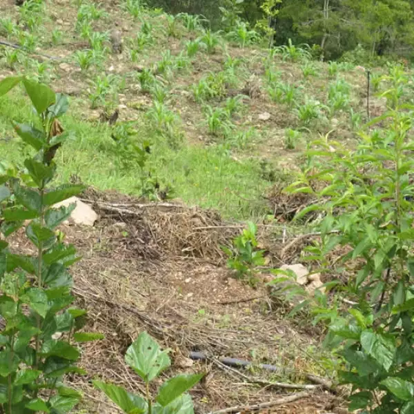 Oaxaca artesanas seda 1