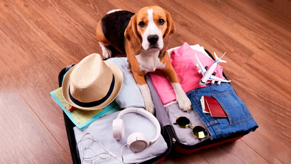 requisitos-perros-viaje-avion