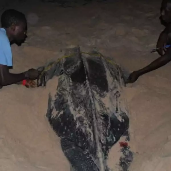 tortugas baula gabon 03