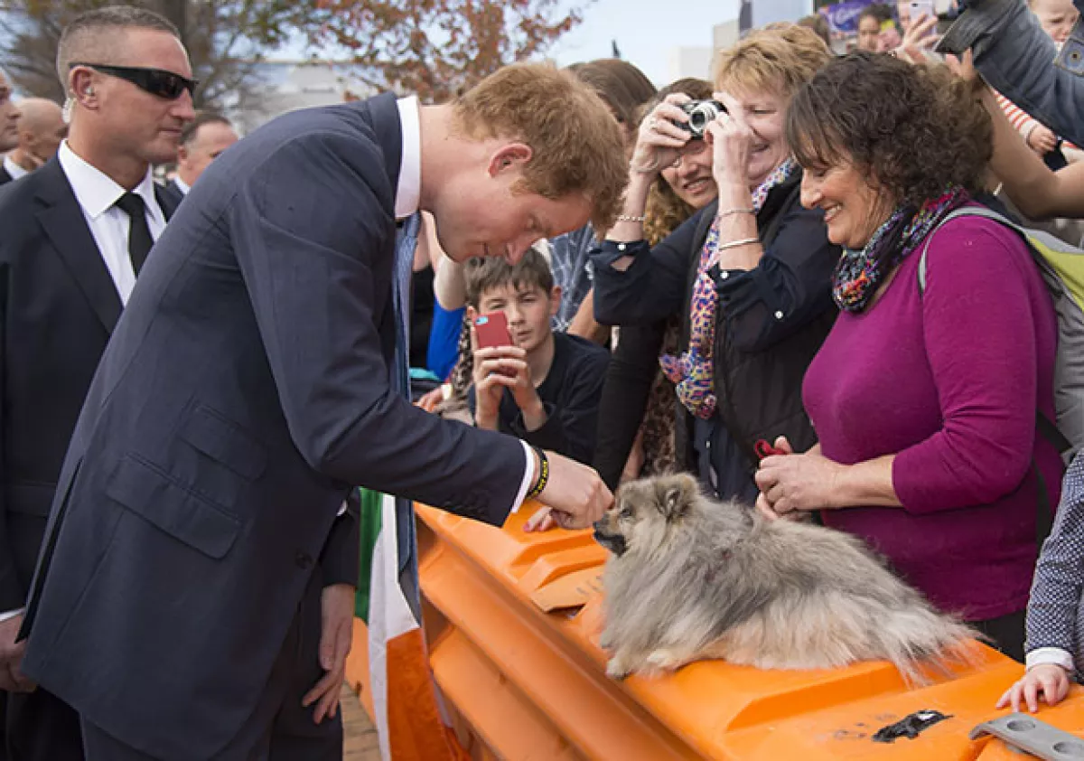 Harry tiene un encanto hasta con los perros.