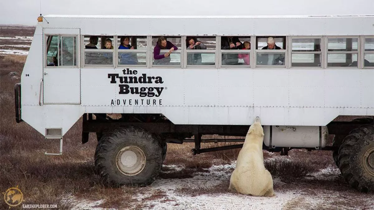 Osos polares en Manitoba