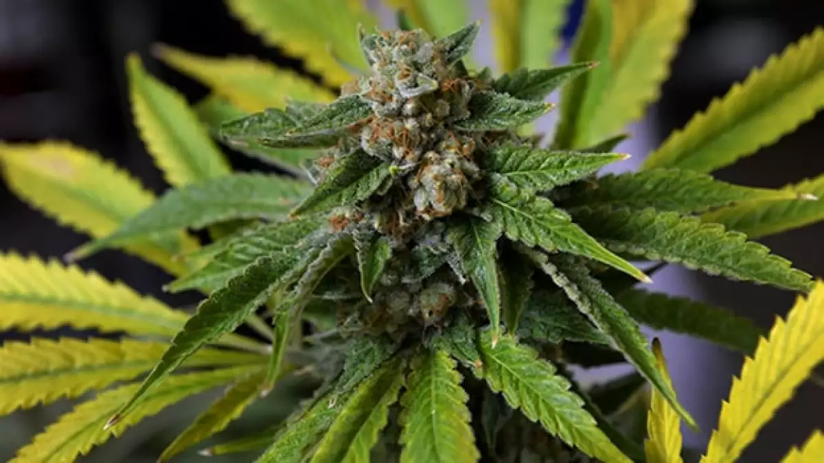 marihuana