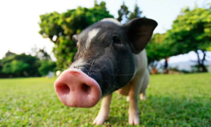 Francia suspendió temporalmente un veto contra las importaciones de cerdo y productos derivados de México. (Foto: Getty Images)