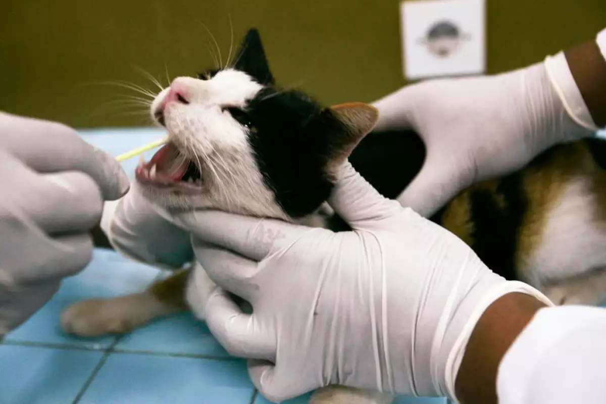 Un científico de la Universidad Airlangga Surabaya toma una muestra de hisopo de un gato en un laboratorio para controlar el virus H5N1 en animales domésticos el 28 de febrero de 2007 en la Universidad Airlangga en Surabaya, Java Oriental, Indonesia.