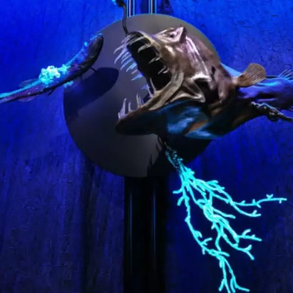 mar profundo profundidad oceano