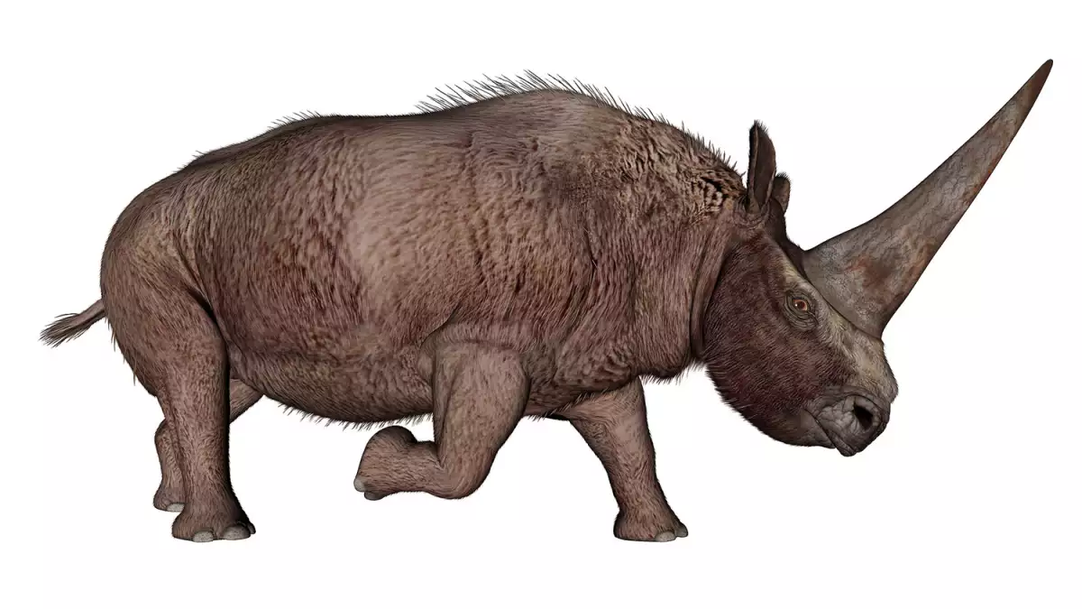 Elasmotherium sibiricum