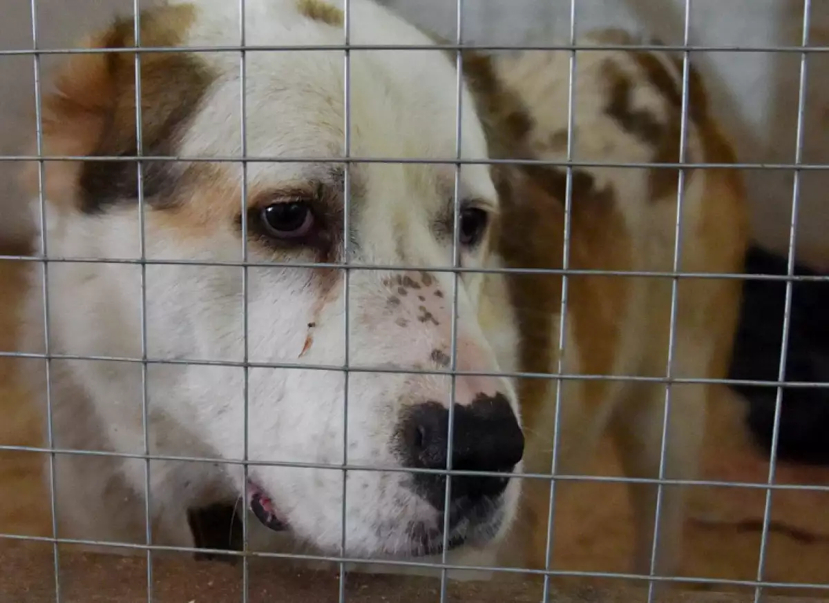 abandono-perros-castigo-.jpg