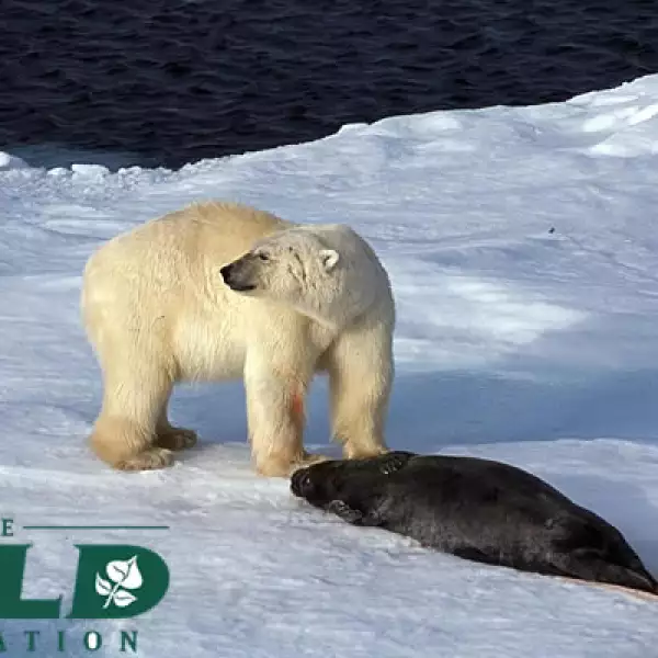 Estos temas serán discutidos en el Noveno Congreso Mundial de Tierras Silvestres en Mérida Yucatán del 6 al 13 de noviembre. Consulta www.wild9.org   En la parte superior se observa un Oso Polar, animal icónico de esta área.