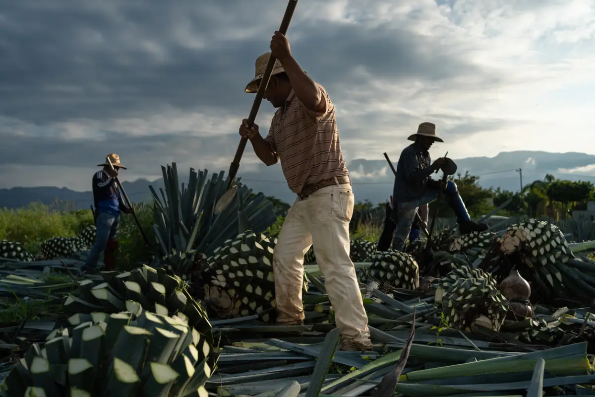 Cutting the agave plants at sunrise.