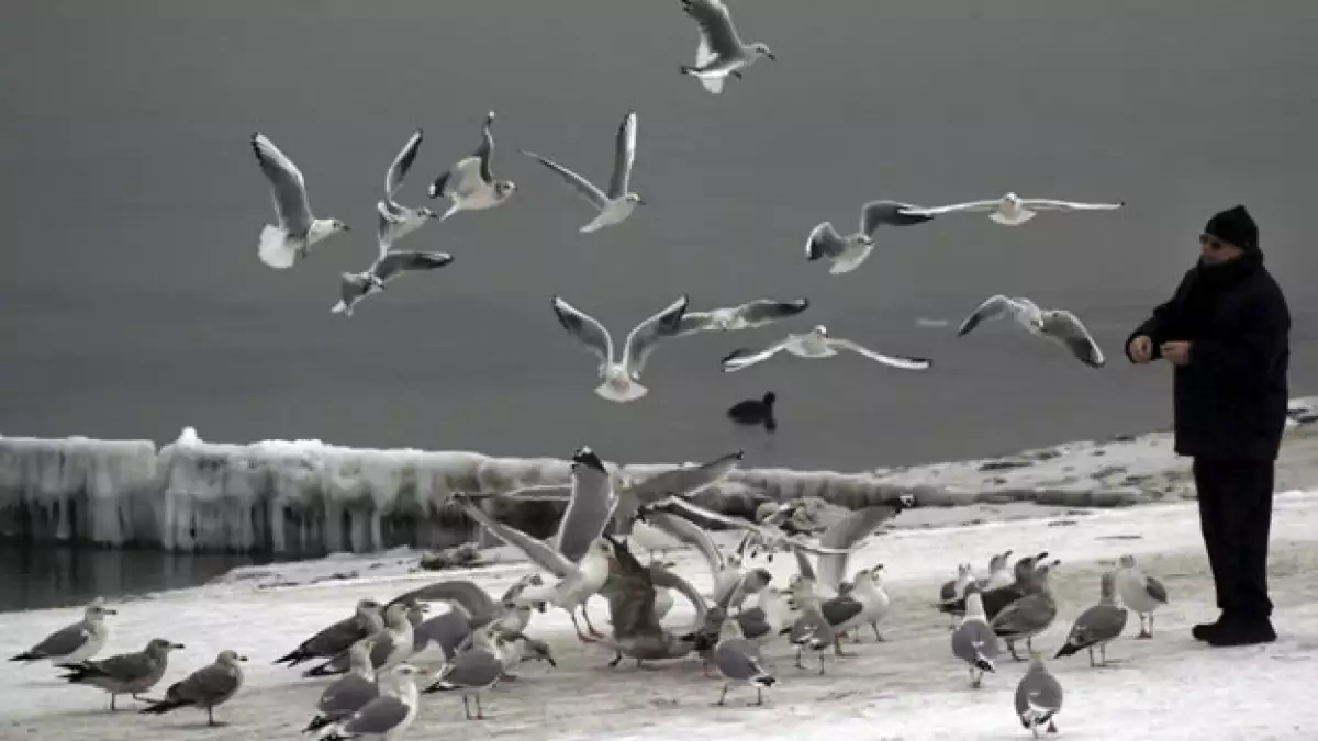 hombre alimenta a pajeros en paisaje congelado