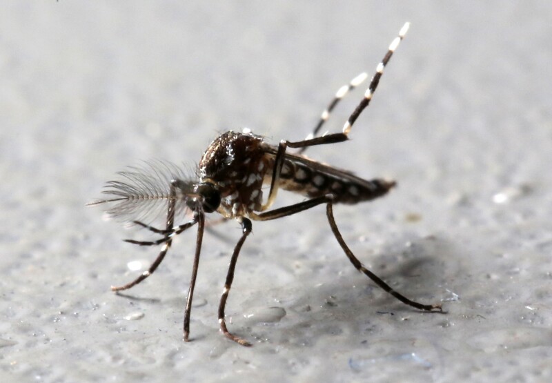 Zika
