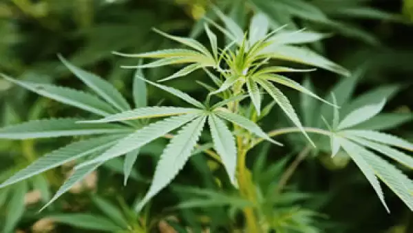 El ex ejecutivo piensa importar legalmente la marihuana directamente desde México.  (Foto: Getty Images)
