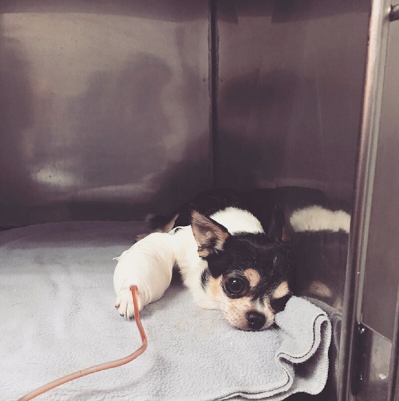 Gizmo sufrió un ataque al corazón,