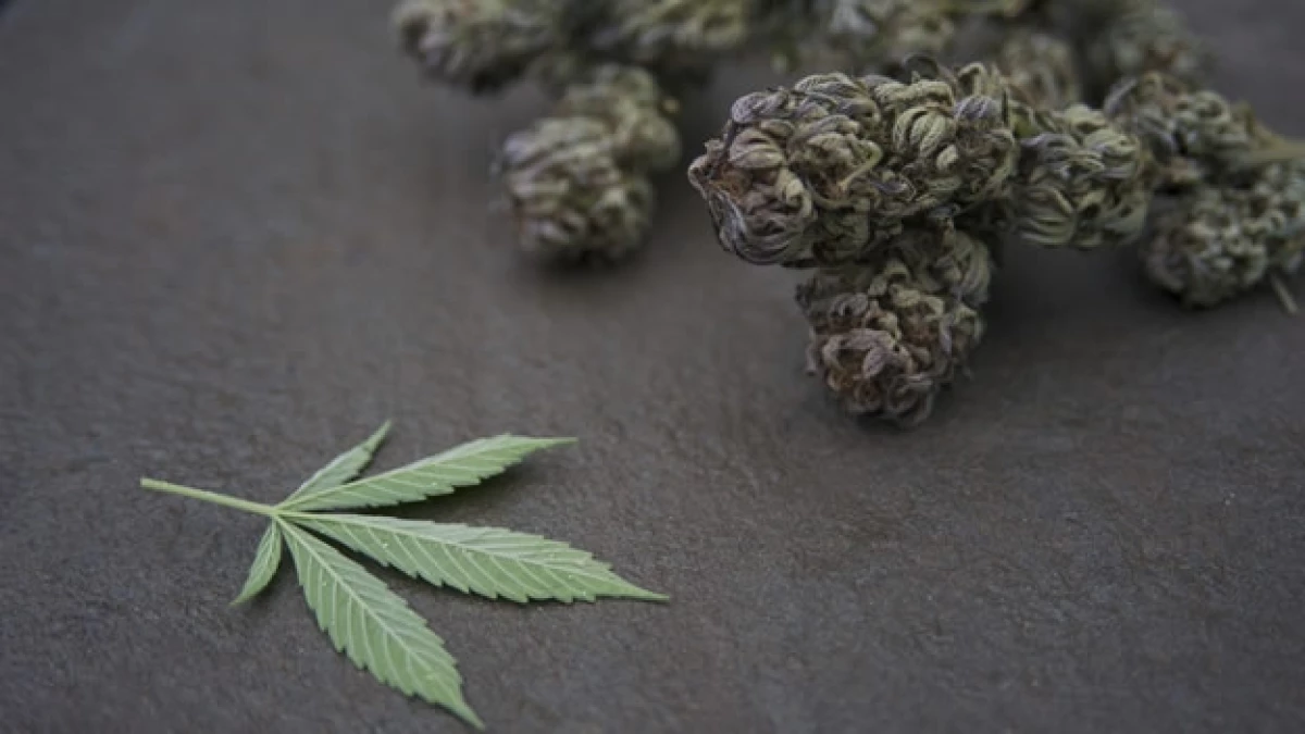 El uso de la marihuana con fines medicinales se anunció para Jamaica en este año