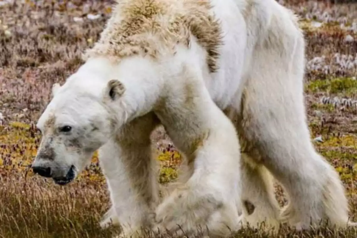 Oso Polar