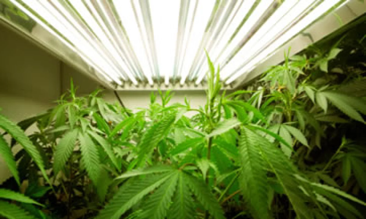 Unas 15 empresas que venden la droga hablarán con posibles candidatos en una feria de empleo en Denver específicamente relacionada con el cannabis. (Foto: Getty Images)