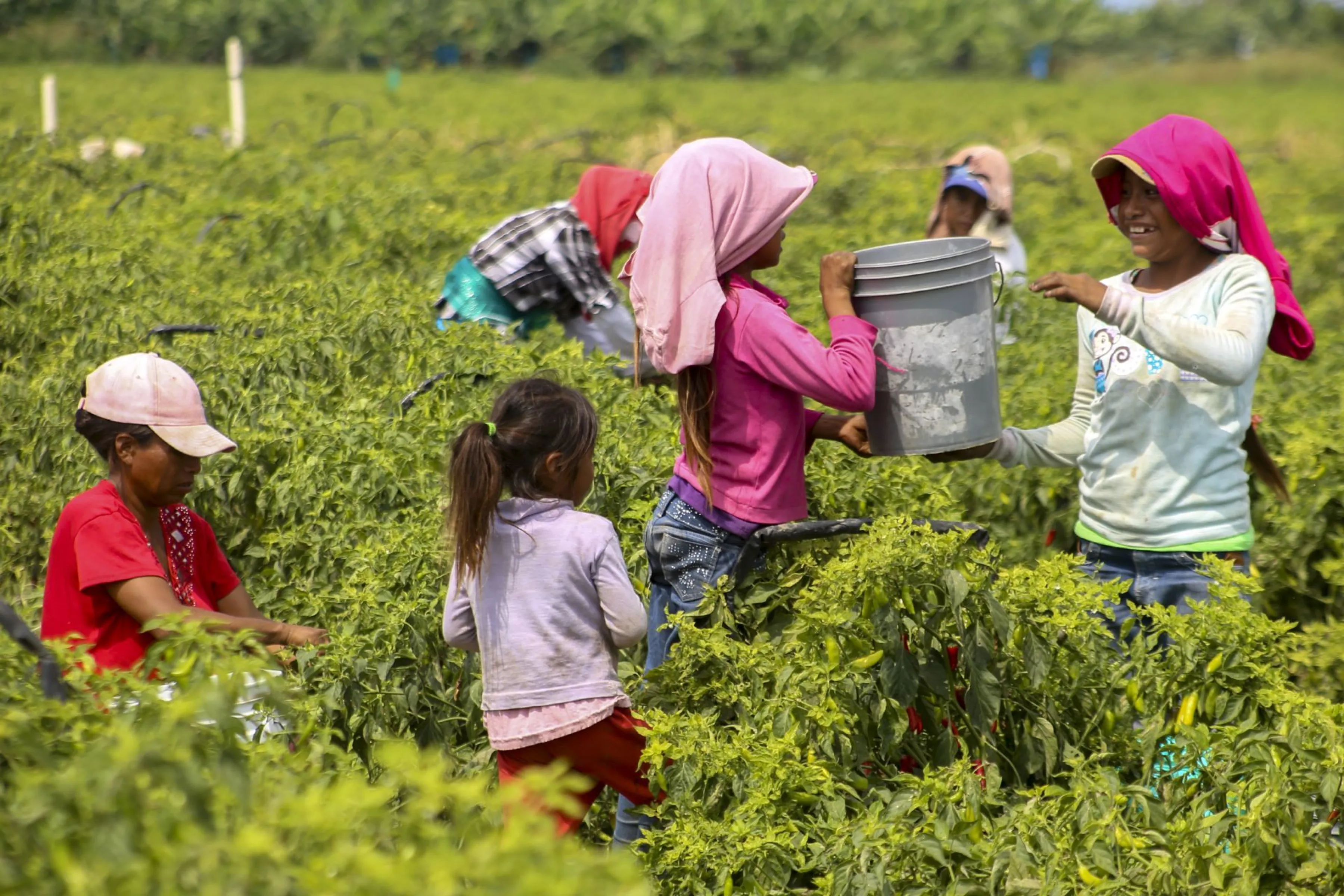 Día internacional contra el trabajo infantil: en México, 3.3 millones ...