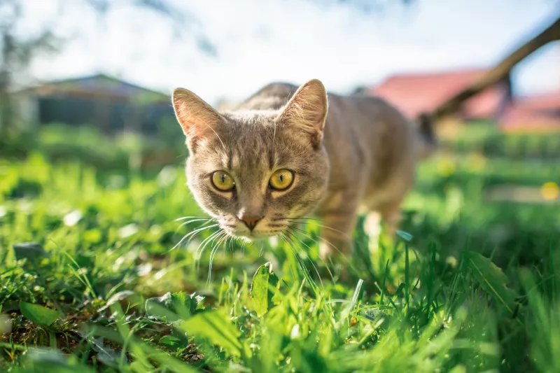 dia-del-gato-8-agosto