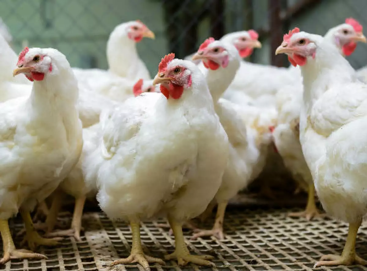 gallinas blancas