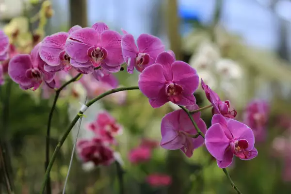 ¡Cuidado! Estás son las plantas venenosas para los perros