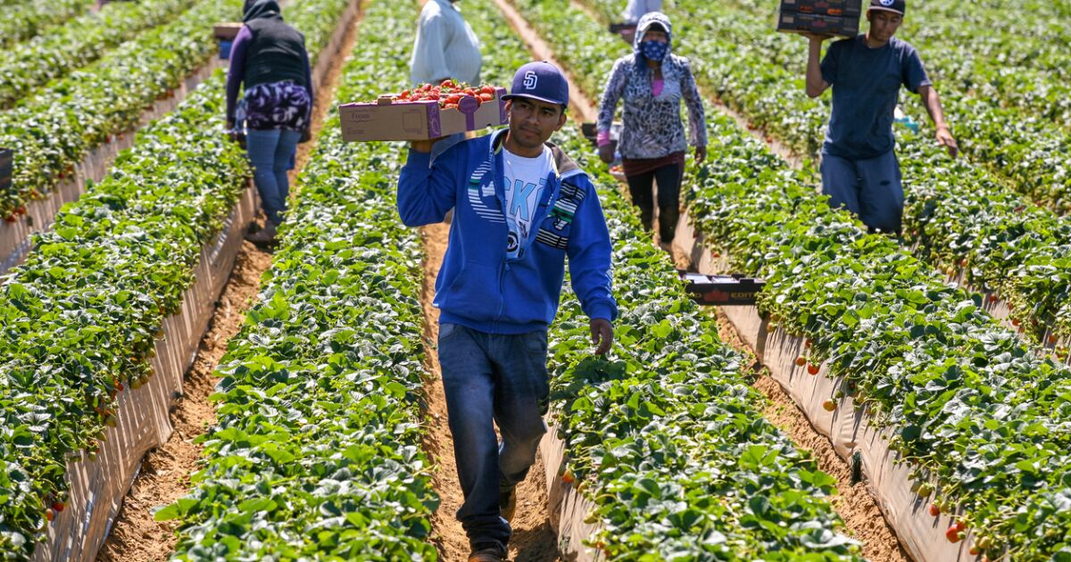 México y UE: 83% de productos agro sin aranceles a Europa