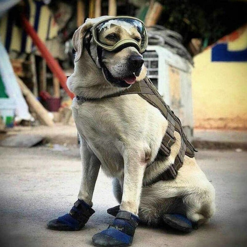 Frida perrita rescatista