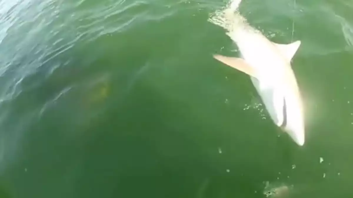 tiburon devorado por un mero gigante