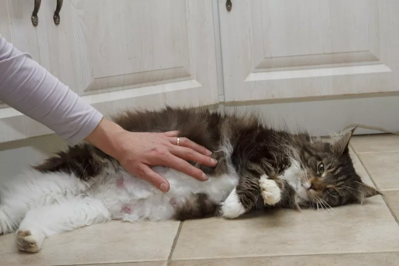 Pregnant She-cat being caressed