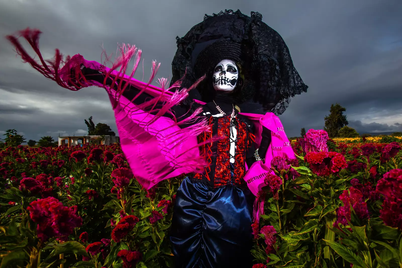 Los productores de la comunidad de Doxey en Tlaxcoapan, Hidalgo se preparan para la venta de flores tradicionales para las ofrendas: cempasúchil, garra de león, girasol, nube y variedades para acompañar los altares en las festividades por Día de Muert