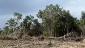 deforestación yucatán 
