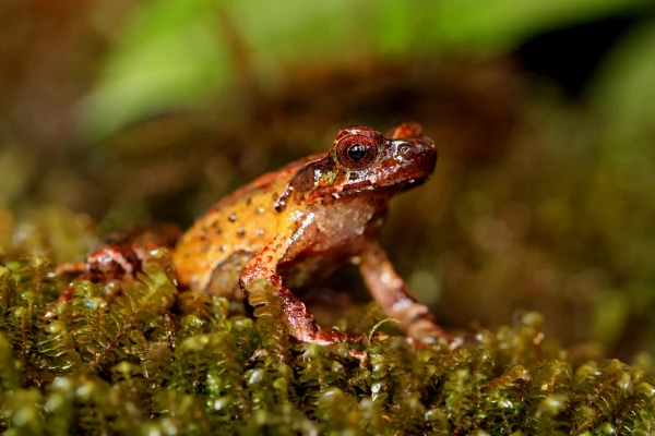 nuevas-especies-mekong