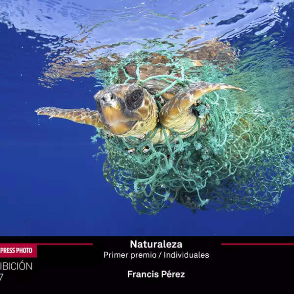 Caretta Caretta Trapped