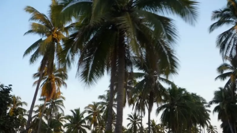 palmeras Tenacatita