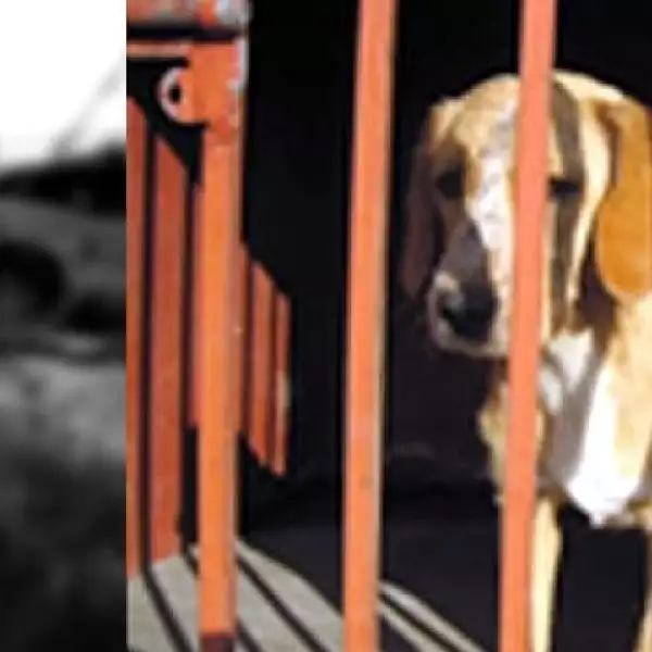 perrito 12