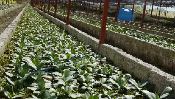 complejo_mezcalero_guerrero