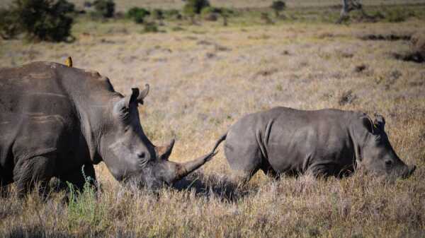 Rinocerontes en Lewa